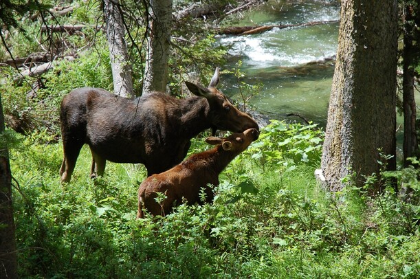 Mama Moose and Baby