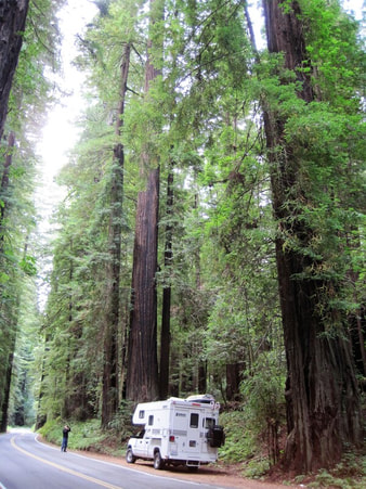 Redwood National Park 
